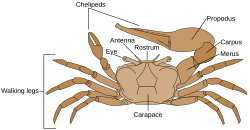 Fiddler crab anatomy-en