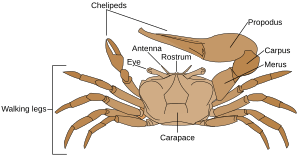 Fiddler crab anatomy-en