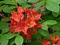 Flame Azalea Rhododendron calendulaceum 'Mandarin Red' Flowers 3264px