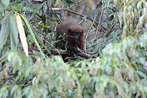 Flickr - ggallice - Titi monkey.jpg