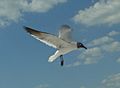 Flying Laughing Gull