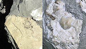 Fossils in Carlsbad Cavern