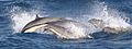 Frazer´s dolphin group