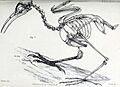 Fregilupus varius skeleton
