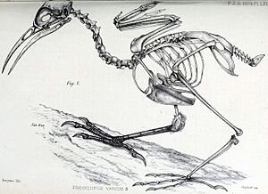 Fregilupus varius skeleton