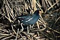 Gallinula galeata NBII