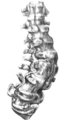 Gideon mantell spine1