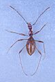 Glacicavicola bathysciodesVentral