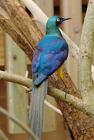 Golden-breasted Starling Cosmopsarus regius Back 1000px.jpg
