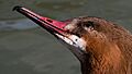 Goosander looking up