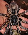 Grammostola pulchripes young female