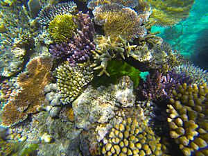 Great Barrier Reef snorkeling 21
