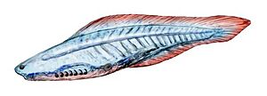 Haikouichthys cropped