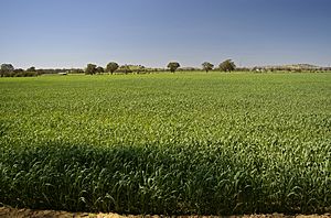 Heat affected crop during a green drought