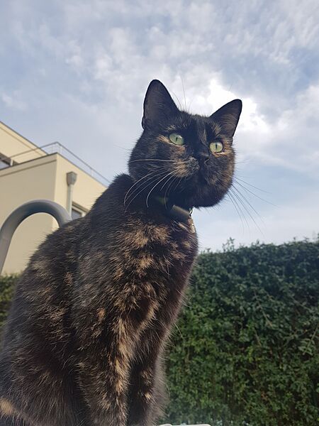 High content black tortie