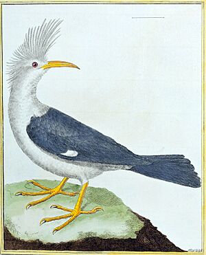 Hoopoe Starling
