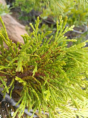 Incense Cedar Broom Rust (34026216400)