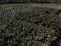 Japanese tea bushes-2005-3-19