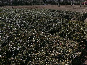 Japanese tea bushes-2005-3-19