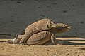 Komodo dragons (Varanus komodoensis) fighting