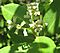 Laguncularia racemosa flowers.jpg