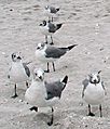 Laughing Gulls on sand