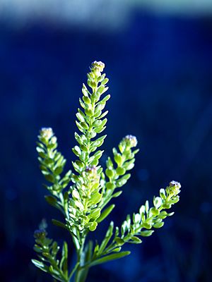 Lepidium densiflorum NPS-1.jpg