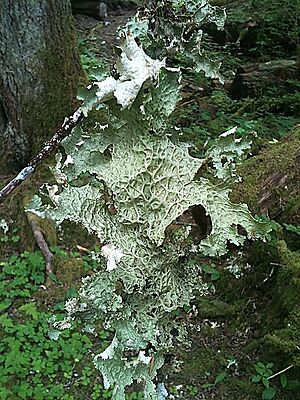 Lettucelichen
