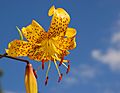 Lily Lilium 'Citronella' Flower