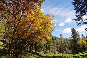 Lincoln National Forest (15397461699).jpg