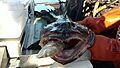 Lingcod with sablefish in mouth
