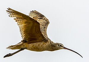 Long Billed Curlew - Flight