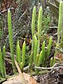 Lycopodium clavatum andes