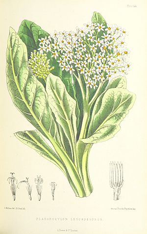 MELLISS(1875) p407 - PLATE 44 - Pladaroxylon Leucadendron.jpg