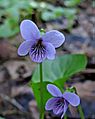 M Viola palustris zd 160515