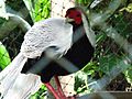 Male Silver Pheasant
