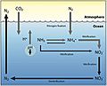 Marine nitrogen cycle under future ocean acidification