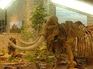 Mastadon SHS museum skeleton by Kevin Saff