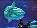 Mola mola ocean sunfish Monterey Bay Aquarium 2
