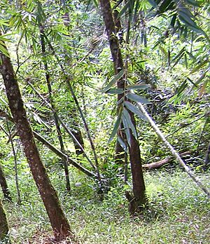 Montadia rainforest edge