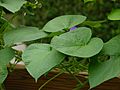 Morning Glory Leaves 3284px
