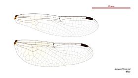 Nannophlebia risi male wings (34216328014)