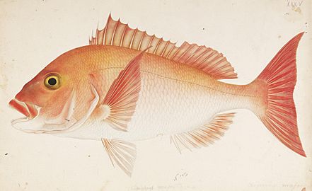 Naturalis Biodiversity Center - RMNH.ART.429 - Pagrus major (Temminck and Schlegel) - Kawahara Keiga - 1823 - 1829 - Siebold Collection - pencil drawing - water colour