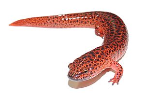 Northern red salamander (Pseudotriton ruber).JPG
