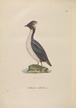 Nouveau recueil de planches coloriées d'oiseaux (Plate 579) (8115939359)