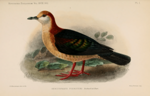 NovitatesZoologicae18 Pl01.png