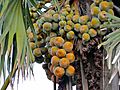 Palmyra Palm Fruits (Borassus aethiopum) (6936992546).jpg