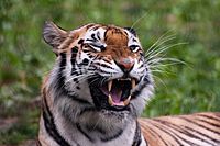 Panthera tigris -Franklin Park Zoo, Massachusetts, USA-8a (1)