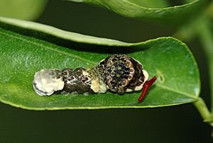 Papilio cresphontes larva defensive