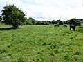 Pashford Poor's Fen, Lakenheath 5